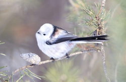 横から見たシマエナガの写真